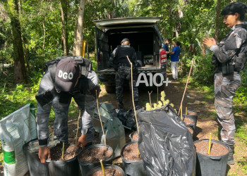 Advogado é preso sob suspeita de montar laboratório de drogas com estufa para cultivo de maconha em Teresina