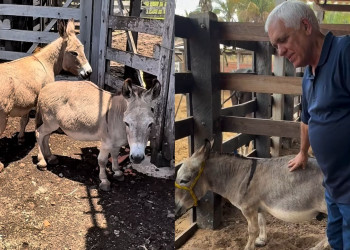 Amor sem tamanho: vice-governador anuncia gravidez de jumenta anã e até ‘casamento’ dos animais no Piauí; VÍDEO!