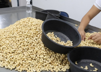 Piauí é o segundo maior produtor de castanha de caju do Brasil