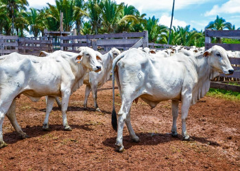 Piauí vai a Paris receber selo internacional de área livre de aftosa sem vacinação