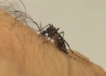 Anvisa aprova registro de vacina contra Chikungunya desenvolvida pelo Butantan