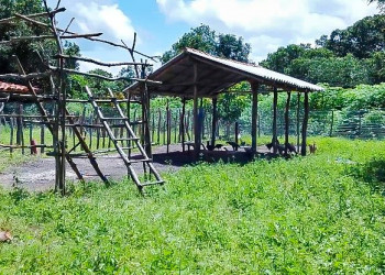 Programa Fomento Rural investiu mais de R$ 10 milhões na ampliação da capacidade produtiva das famílias no campo
