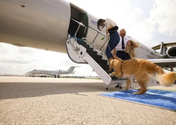 Lei Joca: entenda propostas de novas regras de transporte de animais em avião