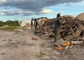 Secretaria de Meio Ambiente flagra irregularidades em carvoarias e áreas de manejo florestal no Piauí