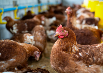 “China suspende compra de frango brasileiro”, diz ministro da Agricultura Carlos Fávaro
