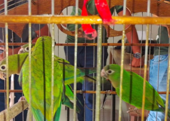 Semarh acolhe e recupera animais silvestres resgatados no Piauí