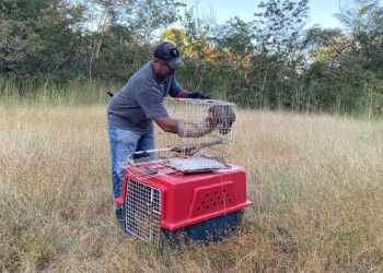Semarh realiza soltura de 50 animais silvestres reabilitados no norte do Piauí