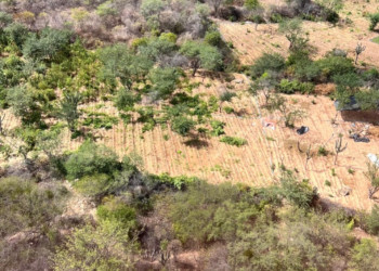 Megaoperação das Polícias do Piauí e Pernambuco apreende 5 toneladas de maconha e desmonta plantação em área isolada