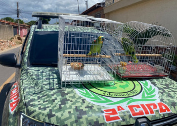 Dois papagaios são apreendidos após serem encontrados em cativeiro no litoral do Piauí