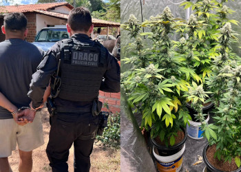 Polícia Civil descobre estufa de maconha e apreende armas durante operação para desarticular organização criminosa no Piauí