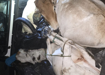 Criadores fazem manifestação contra onda de furtos de animais em José de Freitas; prejuízos chegam a R$ 50 mil