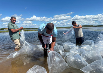Semarh doa 100 mil filhotes de peixe e fortalece piscicultura e biodiversidade em Joaquim Pires