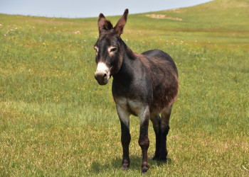 “Jumento é nosso irmão”: animal símbolo do Nordeste pode desaparecer do Brasil, e o Piauí se mobiliza contra o abate cruel