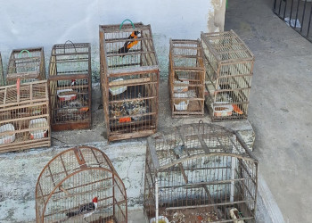 Polícia Ambiental apreende pássaros mantidos em gaiolas dentro de residência no litoral do Piauí
