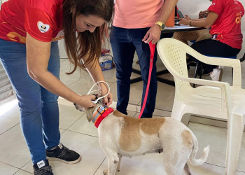 Em apenas uma semana, mais de 100 animais são castrados em Teresina e Picos com apoio da Semarh