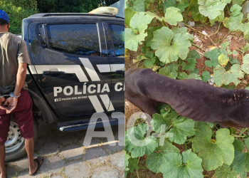 Homem que mantinha cadela em grave estado de abandono é preso por maus-tratos em Teresina