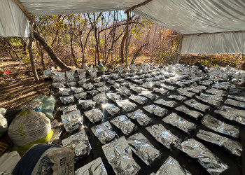 Polícia desarticula plantação de 5 hectares com 130 mil pés de maconha no Sul do Piauí; VÍDEO