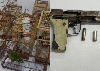 Briga familiar termina com prisão de dois homens e apreensão de arma e animais silvestres em Timon