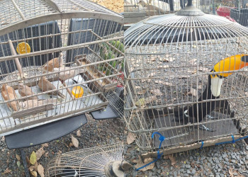 Polícia Militar resgata tucano raro e dezenas de aves silvestres durante operação no Piauí