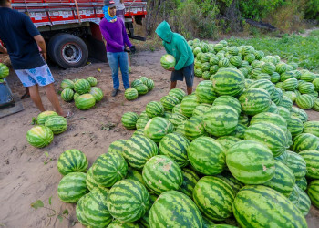 Mais de 80 toneladas de melancia são produzidas no Piauí com apoio do Fomento Rural