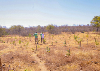 El Niño ganha força e coloca Piauí em alerta para calor extremo, incêndios e redução de chuvas