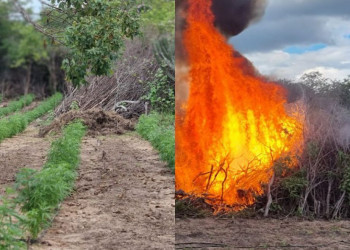 Polícia Federal erradica mais de 300 mil pés de maconha no Piauí, Pernambuco e Paraíba durante operação