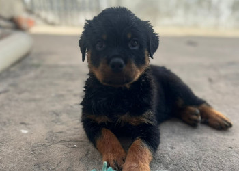 Polícia Civil localiza criminoso e recupera animal furtado em Teresina