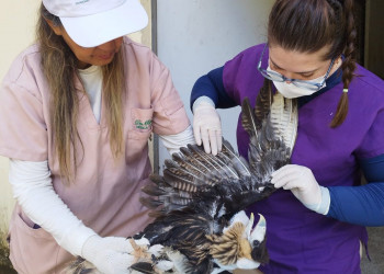 Centro de Triagem de Animais Silvestres atua na reabilitação de aves antes de soltura
