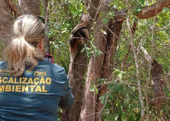 Centro de triagem da Semarh tem mais de 70 animais em tratamento para voltarem à natureza