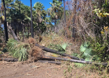 Piauí tem queda histórica no desmatamento Ilegal e se destaca na preservação ambiental