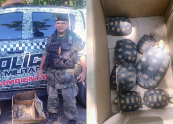 Polícia Militar resgata mais de 15 filhotes de jabutis mantidos em cativeiro no interior do Piauí