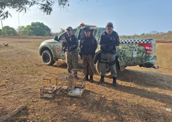 Polícia Militar resgata animais silvestres mantidos em cativeiro no interior do Piauí