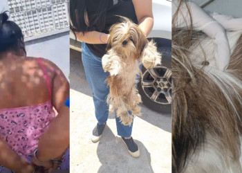 Polícia prende mulher que manteve cadela exposta ao sol, sem água e cheia de carrapatos no Piauí