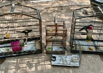 Operação conjunta da PM e Ibama apreende armas e resgata animais silvestres no Piauí