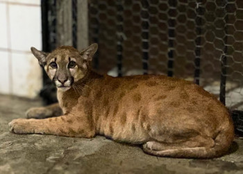 No Dia dos Animais, onça resgatada em meio ao fogo ganha nome de Nazaré