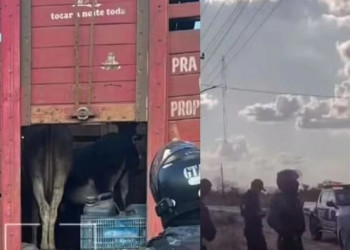Caminhão que transportava jumentos é apreendido no Maranhão; suspeita é que carne do animal seria vendida como bovina no Piauí