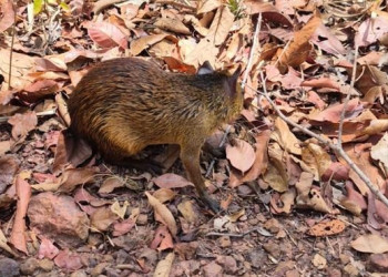 Polícia Militar resgata aves silvestres e cutias em José de Freitas, no Piauí