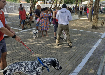 FMS vacina mais de 500 cães e gatos durante evento no Mocambinho