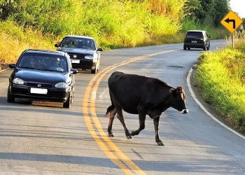 Após duas mortes causadas por batidas com animais, MP recomenda medidas urgentes a municípios do Piauí