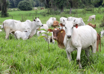 Atualização Cadastral de Rebanhos consolida avanço da pecuária piauiense e reforça vigilância sanitária animal em 2025