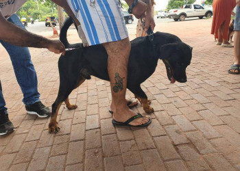 FMS inicia campanha de vacinação contra raiva em cães e gatos a partir do dia 22 em Teresina