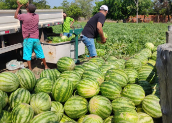 SAF entrega 2,5 toneladas de melancia para beneficiários do Bolsa Família em Alto Longá