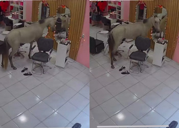 Susto! Cavalo invade salão de beleza em Teresina para se olhar no espelho; VÍDEO!