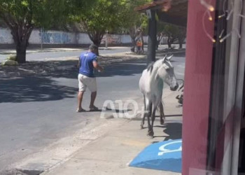 Cavalo que invadiu salão tenta entrar mais uma vez dentro de estabelecimento em Teresina: 