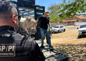 Seis são conduzidos e mais de 20 animais são apreendidos na Operação Porteira Fechada no litoral do Piauí