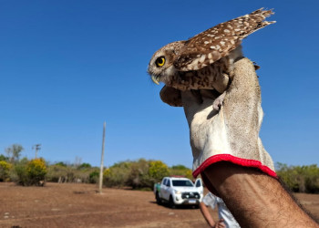 Semarh promove ação de soltura e devolve 50 animais silvestres à natureza no norte do Piauí