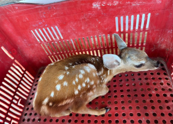 Filhote de cervo é resgatado após ser capturado no interior do Piauí; ele se deslocou para fugir de queimadas