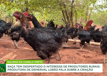 Baixo custo de manutenção, raça nativa piauiense e rica em genética: como funciona a criação da galinha canela-preta; VÍDEO!