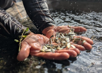 SAF realiza primeira entrega de alevinos do ano e beneficia agricultores familiares de quatro municípios piauienses