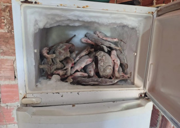 Fiscalização da Semarh flagra pescador em atividade irregular e apreende 66kg de peixe durante piracema no Piauí